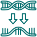 transcription transcription